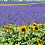 Louer votre chambre d’hôte et gîte et découvrez la Qualité de vie et la beauté de la nature